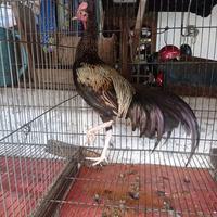 Gambar Ayam Bekisar sudah berkokok (Gacor) hasil silangan antara jantan ayam hutan hijau dan betina ayam kampung dari Ozy Batik undefined 3 Tokopedia