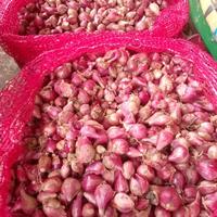 Gambar BAWANG MERAH / BRAMBANG MURAH KEMASAN 250/500/1 KG - 500 gr dari Gaby Shop SMG undefined 1 Tokopedia