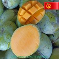Gambar MANGGA INDRAMAYU FRESH 1 KG dari Grobaq.Buah undefined 1 Tokopedia