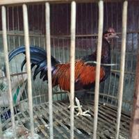 Gambar Ayam Bekisar sudah berkokok (Gacor) hasil silangan antara jantan ayam hutan hijau dan betina ayam kampung dari Ozy Batik undefined 4 Tokopedia