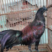 Gambar Ayam Bekisar sudah berkokok (Gacor) hasil silangan antara jantan ayam hutan hijau dan betina ayam kampung dari Ozy Batik undefined 5 Tokopedia