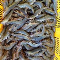 Gambar Udang Vaname Size 70 Segar Fresh 1 KG Langsung dari Tambak / Frozen - 1kg dari Alete Seafood undefined 3 Tokopedia