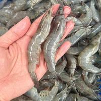 Gambar Udang Vaname Size 70 Segar Fresh 1 KG Langsung dari Tambak / Frozen - 1kg dari Alete Seafood undefined 4 Tokopedia