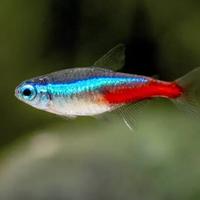Gambar ikan hias neon Tetra dari Jw aquatic undefined 2 Tokopedia