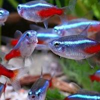 Gambar ikan hias neon Tetra dari Jw aquatic undefined 1 Tokopedia