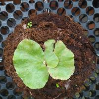 Gambar Platycerium Elemaria dari Mesimbaran.bali undefined 2 Tokopedia