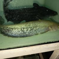 Gambar ikan tapah catfish - 30-35 cm dari fishmortal undefined 1 Tokopedia