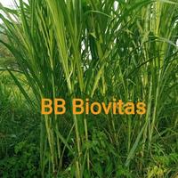 Gambar BIBIT RUMPUT BIOVITAS PERBATANG BB BIOGEN PAKAN TERNAK DOMBA SAPI KAMBING Tanaman dari jehan farm bogor undefined 3 Tokopedia