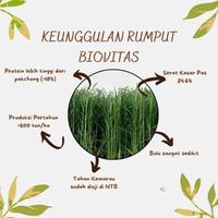 Gambar BIBIT RUMPUT BIOVITAS PERBATANG BB BIOGEN PAKAN TERNAK DOMBA SAPI KAMBING Tanaman dari jehan farm bogor undefined 4 Tokopedia