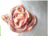 Gambar cacing lumbricus rubellus hidup dari Giii Store undefined 1 Tokopedia