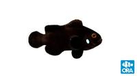 Gambar [Khusus PO] Ikan Nemo Clownfish Domino dari Aquazone88 undefined 1 Tokopedia