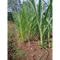 Gambar BIBIT RUMPUT BIOVITAS PERBATANG BB BIOGEN PAKAN TERNAK DOMBA SAPI KAMBING Tanaman dari jehan farm bogor undefined 5 Tokopedia