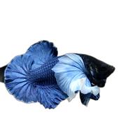 Gambar cupang dumbo blue butterfly paket isi 3 dari kamfishh betta undefined 1 Tokopedia
