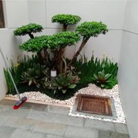 Gambar taman belakang rumah bonsai elegan di...puri kembangan Jakarta.. dari Flora Hafiz zalubna undefined 1 Tokopedia
