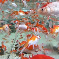 Gambar MURAH PAKET 10EKOR IKAN HIAS IKAN KOMET SLAYER dari Mars Aquatics undefined 4 Tokopedia