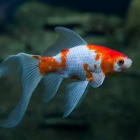 Gambar MURAH PAKET 10EKOR IKAN HIAS IKAN KOMET SLAYER dari Mars Aquatics undefined 2 Tokopedia