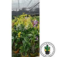 Gambar PROMO!! PROMO!!ANGGREK DENDROBIUM Sudah Spike/Knop SIAP BERBUNGA dari CACTUS COFFEE undefined 2 Tokopedia
