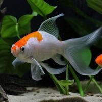 Gambar MURAH PAKET 10EKOR IKAN HIAS IKAN KOMET SLAYER dari Mars Aquatics undefined 3 Tokopedia