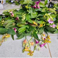 Gambar PROMO!! PROMO!!ANGGREK DENDROBIUM Sudah Spike/Knop SIAP BERBUNGA dari CACTUS COFFEE undefined 4 Tokopedia