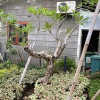 Gambar Pohon Kamboja Fosil Pendek 2 Meter dari Little Bali Landscape undefined 1 Tokopedia