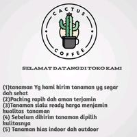 Gambar PROMO!! PROMO!!ANGGREK DENDROBIUM Sudah Spike/Knop SIAP BERBUNGA dari CACTUS COFFEE undefined 5 Tokopedia