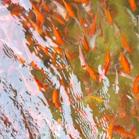 Gambar MURAH PAKET 10EKOR IKAN HIAS IKAN KOMET SLAYER dari Mars Aquatics undefined 5 Tokopedia
