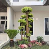 Gambar taman basah bonsai anting putri & sikas dari Surgataman undefined 1 Tokopedia