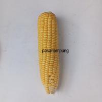 Gambar JAGUNG MANIS SEGAR /PCS PASAR LAMPUNG dari Pasar Lampung undefined 5 Tokopedia