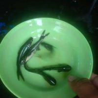 Gambar bibit ikan patin 100 ekor dari larisikansemarang2 undefined 1 Tokopedia