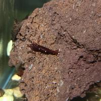 Gambar three spot sulawesi shrimp / udang sule hiasan aquarium dari Favorite AQUAZONE undefined 4 Tokopedia