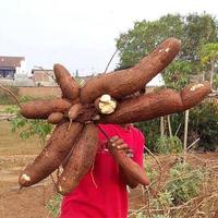 Gambar Bibit Singkong Mentega Kuning Keju | Dapat 10 Bibit Super dari Kampung Bibit Tani undefined 2 Tokopedia