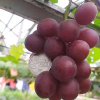 Gambar Bibit anggur import grafting Arra 15 Early Adora Tamaki Moondrop Shine Muscat Black Saphire RS impor Valid Garansi Free Konsultasi dari gares.id undefined 5 Tokopedia