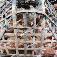 Gambar AYAM MERAH PETELUR AFKIR UKURAN BESAR SIAP POTONG - POTONG BERSIH dari Pelita99Store undefined 4 Tokopedia