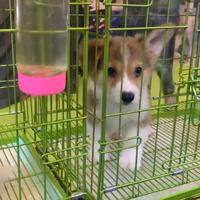 Gambar male fluffy coat corgi puppy dari Puppies of Dakota - dog breeder bandung undefined 1 Tokopedia