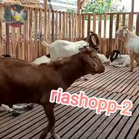 Gambar kambing boer africa original mewah pedaging tebal kambing Sultan dari riashop-2 undefined 5 Tokopedia