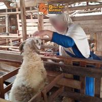 Gambar DOMBA JANTAN TANDUK QURBAN - Mutiara Hijrah Farm - Q. KIRIM HIDUP, KD. 5 | 25-27KG dari Lapak Kuliner ID undefined 1 Tokopedia