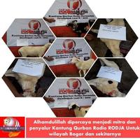 Gambar DOMBA JANTAN TANDUK QURBAN - Mutiara Hijrah Farm - Q. KIRIM HIDUP, KD. 5 | 25-27KG dari Lapak Kuliner ID undefined 3 Tokopedia