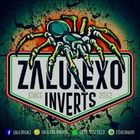 Gambar Box kandang arboreal tarantula kalajengking mantis kumbang tanduk dari Yelloow Stars undefined 1 Tokopedia