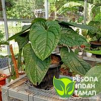 Gambar Tanaman hias anthurium sirih  daun jumbo - Anthurium Sirih Jumbo dari pesona indah taman undefined 2 Tokopedia