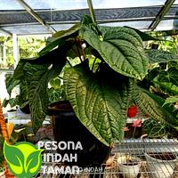 Gambar Tanaman hias anthurium sirih  daun jumbo - Anthurium Sirih Jumbo dari pesona indah taman undefined 1 Tokopedia