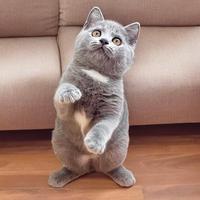 Gambar Kucing kitten bsh gemoy l dari Cat house bogor undefined 1 Tokopedia