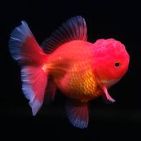 Gambar IKAN KOKI ORANDA JUMBO dari JURAGAN KOI DEPOK undefined 1 Tokopedia