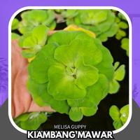 Gambar Tanaman Hias Air Kiambang Mawar Rose Lettuce dari Melisa Guppy undefined 1 Tokopedia