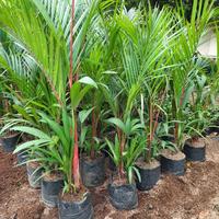 Gambar Bibit Palem Merah 80cm Up | Bibit Palm Merah Unggul Dan Siap Tanam dari Kampung Bibit Tani undefined 1 Tokopedia
