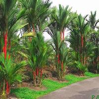Gambar Bibit Palem Merah 80cm Up | Bibit Palm Merah Unggul Dan Siap Tanam dari Kampung Bibit Tani undefined 4 Tokopedia