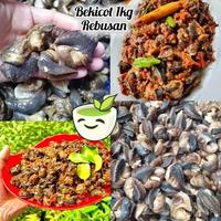 Gambar Daging Bekicot/02 rebus siap masak berat 1kg cocok masak krengsengan ,rica-rica,kripik bekicot - 500 gram dari DA FROZEN FOOD MALANG undefined 1 Tokopedia
