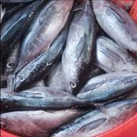 Gambar ikan tongkol segar fresh 1kg dari Fresh Bali Market undefined 1 Tokopedia