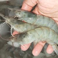 Gambar udang vaname size 70 250gr dari ikansegar_bantul undefined 2 Tokopedia