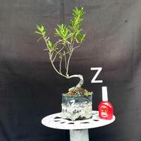 Gambar Pohon Santigi SE dari Adi Bonsai undefined 1 Tokopedia