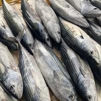 Gambar Ikan Kenyar Segar 1 Ekor 1 Kg dari XanderFresh undefined 1 Tokopedia
